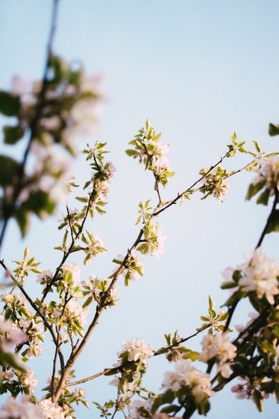 白花绿叶